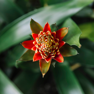 Fleur d'Ananas