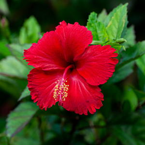 Hibiscus