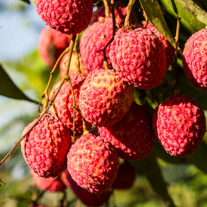 Litchi