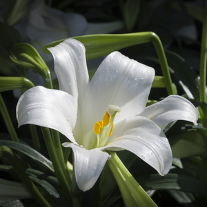 Lys