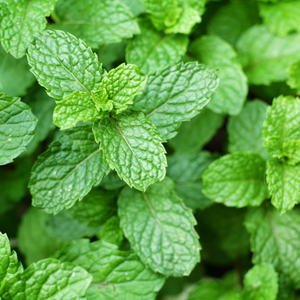 Menthe Poivrée