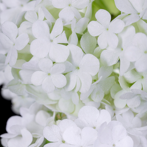 Musc Blanc