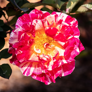 Rose de Bulgarie