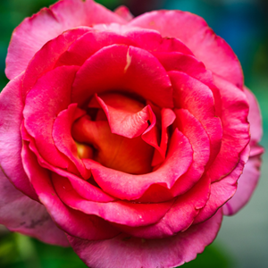 Rose de Mai