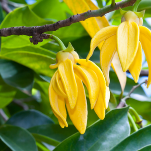 Ylang-ylang