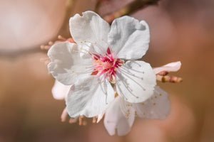 Fleur de Pommier