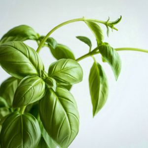 Basilic