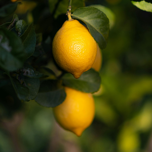 Citron