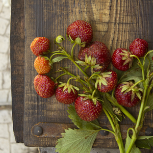 Fraise des Bois