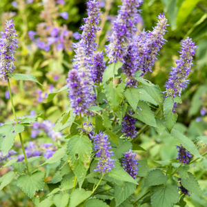 Patchouli