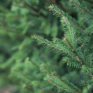 Résine de sapin
